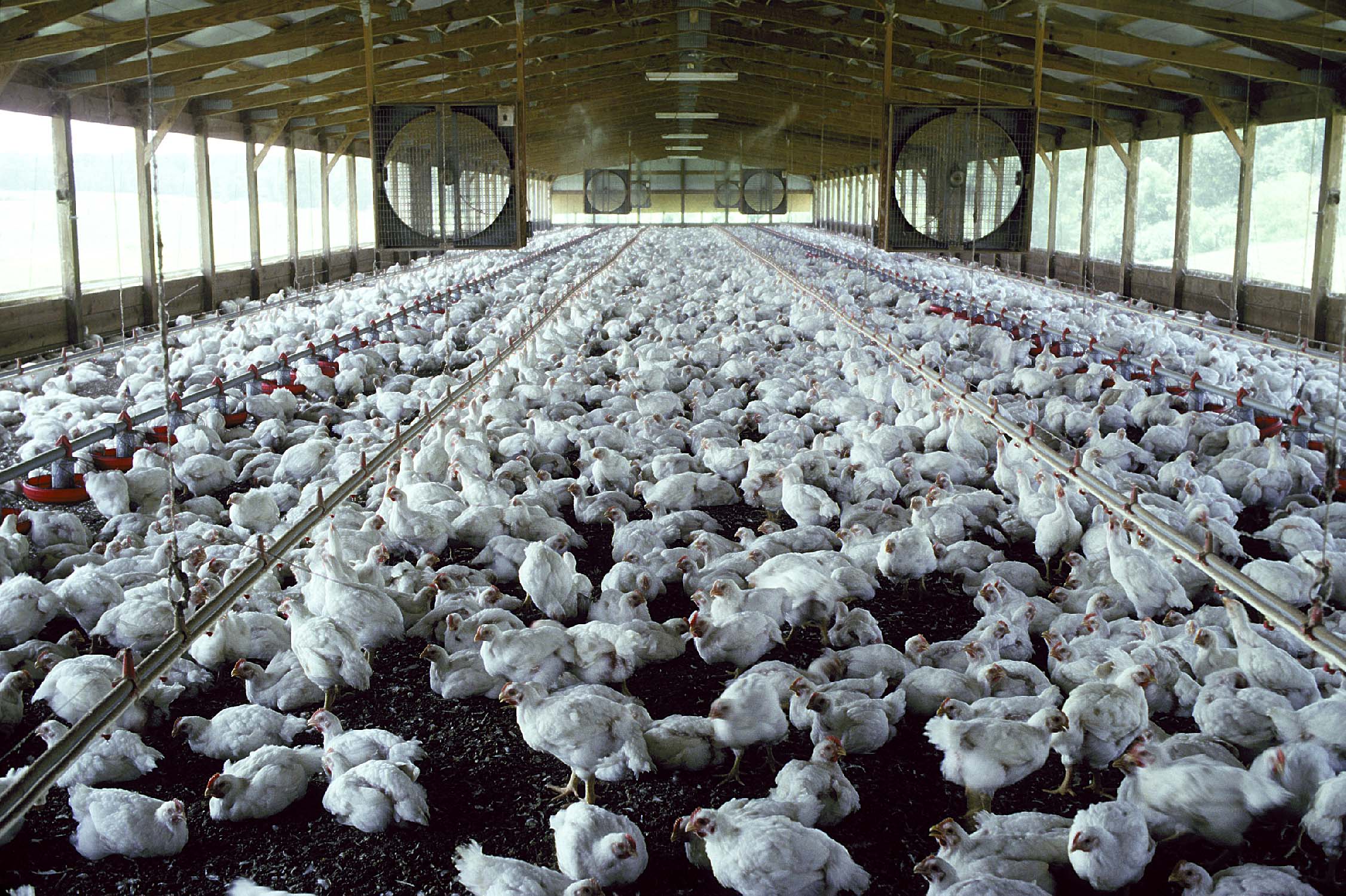 LSU AgCenter schedules poultry field day on Sept. 26 in Homer